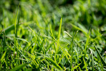 primer plano del césped verde