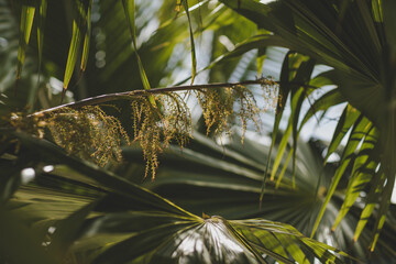 Palm Fronds in the Breeze
