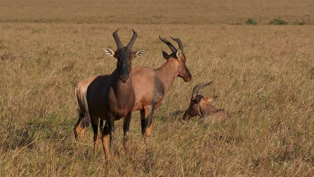 Coastal Topi - Damaliscus lunatus, highly social antelope, subspecies of common tsessebe, occur in Kenya, formerly found in Somalia, from reddish brown to black color, large savannah.