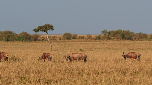 Coastal Topi - Damaliscus lunatus, highly social antelope, subspecies of common tsessebe, occur in Kenya, formerly found in Somalia, from reddish brown to black color, grazing in large savannah.