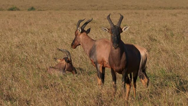Coastal Topi - Damaliscus lunatus, highly social antelope, subspecies of common tsessebe, occur in Kenya, formerly found in Somalia, from reddish brown to black color, large savannah.