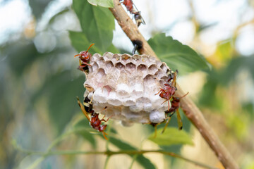 Close up wasps in a nest on branch