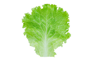 Lettuce. Salad leaf isolated on white background with clipping path.