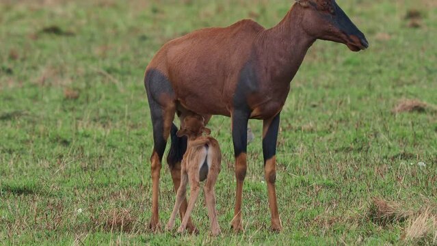 Coastal Topi - Damaliscus lunatus, highly social antelope, subspecies of common tsessebe, occur in Kenya, Somalia, from reddish brown to black color, large savannah, with small sucking calf.