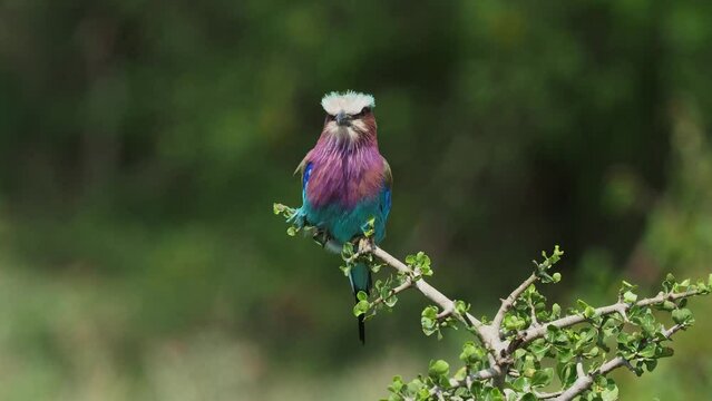 Lilac-breasted Roller - Coracias caudatus - colorful magenta, blue, green bird in the wind in Africa, distributed in sub-Saharan Africa, vagrant to the Arabian Peninsula, open woodland and savanna.