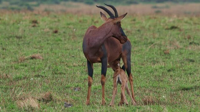 Coastal Topi - Damaliscus lunatus, highly social antelope, subspecies of common tsessebe, occur in Kenya, Somalia, from reddish brown to black color, large savannah, with small sucking calf.