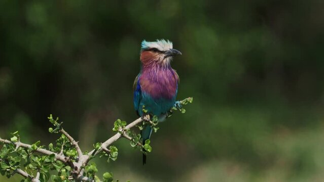 Lilac-breasted Roller - Coracias caudatus - colorful magenta, blue, green bird in the wind in Africa, distributed in sub-Saharan Africa, vagrant to the Arabian Peninsula, open woodland and savanna.