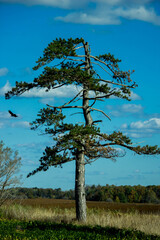 Lone pine tree against a bright blue sky