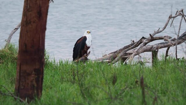 African Fish-eagle - Haliaeetus vocifer  large species of white and brown eagle found throughout sub-Saharan Africa, national bird of Namibia, Zimbabwe, Zambia, raptor on the lake, build nest, cry.