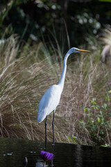 White Crane South Florida Wildlife Green grass