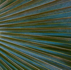 palm leaf background