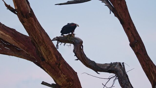 African Fish-eagle - Haliaeetus vocifer  large species of white and brown eagle found throughout sub-Saharan Africa, national bird of Namibia, Zimbabwe, Zambia, raptor on the lake, build nest, cry.