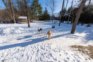 Winter scene with two dogs