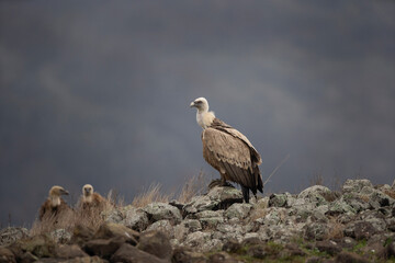 Griffon vulture in the Bulgaria mountains. Vultures on the top of rock. Scavengers during winter. European nature. Duel between vultures.