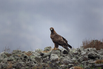 Golden eagle patrol on the top of stone. Adult eagle in the Rhodope mountains. European wildlife. 
