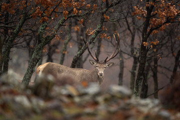 Obraz premium Re deer in the Bulgaria mountains. Deer in the wood. Animals during winter. European nature. 