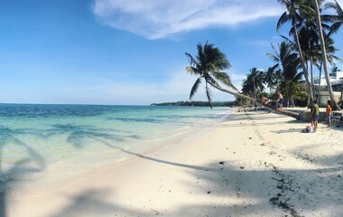 beach with palm trees