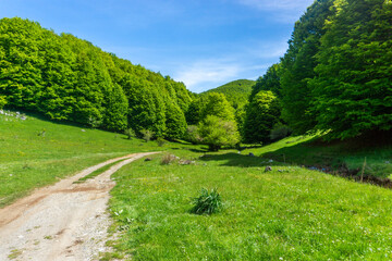 path in the woods, mountains