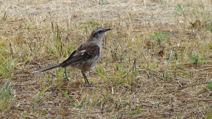 calandria argentina