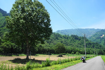 a tree
