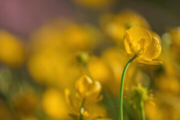 Meadow buttercup yellow flower closeup on a blurred background. Ranunculus acris