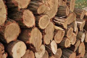 The sawn logs lie exactly in a row. Sawn tree trunks. The ends of the logs. Wood texture. Logs with bark. Firewood for a fire or stove. Backgrounds and textures. Light brown color scheme. Logging