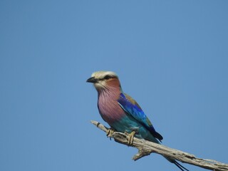 lilac roller on a branch