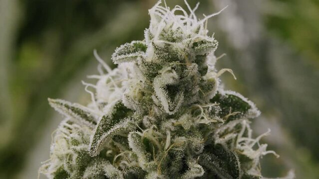 Macro shot of Cannabinoids on a Marijuana Bud, Canadian Medical Marijuana Industry