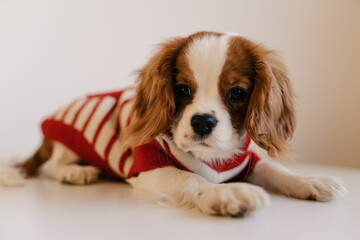 Fototapeta premium Cute Dog Portrait Wearing Red Suit. King Charles Spaniel Laying Looking to Camera