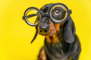Portrait of funny dachshund puppy with suspicious look, who looks up while wearing old-fashioned...