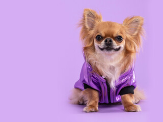 Chihuahua wearing a purple jacket, looking at the camera, in a studio by a lilac background. 