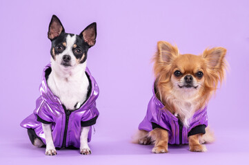 Chihuahua dogs wearing purple jackets, looking at the camera, in a studio by a lilac background. 