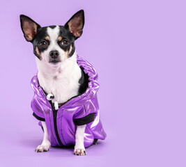 Chihuahua wearing a purple jacket, looking at the camera, in a studio by a lilac background. 