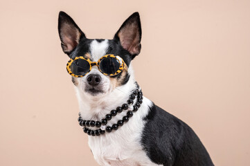 Chihuahua dog wearing sunglasses and a necklace looking at the camera in a studio. 