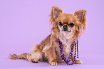 Chihuahua dog wearing a purple pearl necklace looking at the camera, posing in a studio by a lilac background. 