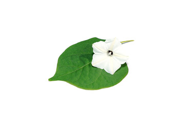 Close up Obscure morning glory on white background.