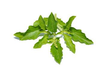 Close up Holy Basil, Sacred Basil leaves on white background.