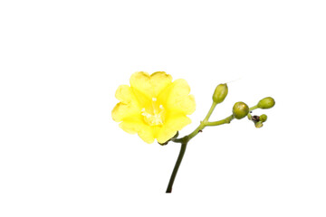 Obraz na płótnie Canvas Close up Ivy woodrose flower on white background.