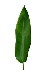 Fototapeta premium Close up Heliconia leaves on white backgroud.
