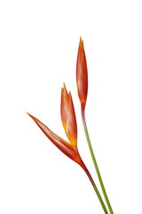 Close up Heliconia flower on white backgroud.