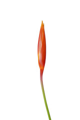 Close up Heliconia flower on white backgroud.