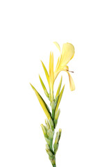 Close up Canna Lily , India Short Plant, India Shoot, Bulsarana flower on white background.