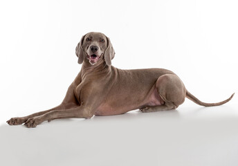 Weimaraner dog sticking ou the tongue, lying on the floor, looking posing for the camera in a studio by a white background.