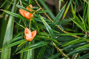 flowers in tropical garden 