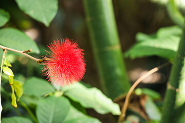 red tropical flower in a tropical garden 