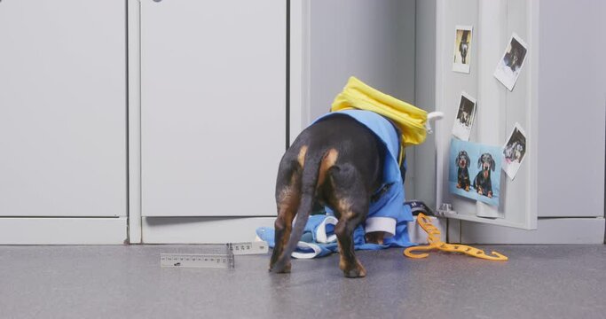 Dachshund puppy in uniform and with backpack in the shape of bee behind its back looks into locker in locker room of college, in which bully made a mess or someone robbed it.