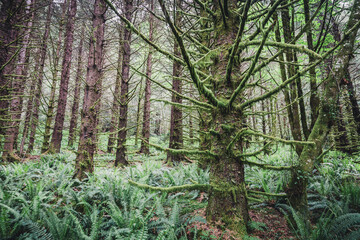 Sword ferns and moss covered spruce trees in a temperate rainforest in Washington.
