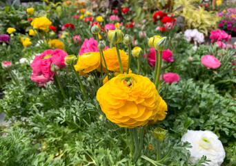 Naklejka premium Beautiful flowering Buttercup or ranunculus (lat. - Ranunculus)