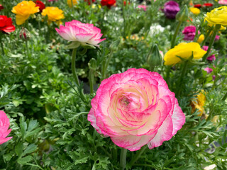 Beautiful flowering Buttercup or ranunculus (lat. - Ranunculus)