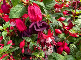 Beautiful flowering Fuchsia (lat. Fuchsia)